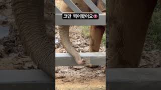 누군가의 코만 찍어봤더니, 신기하고 재밌어요. 전주동물원에 사는 코끼리에요. #동물원 #zoo #animals #코끼리 #elephant