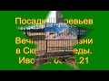 Сад Победы. Иволга. 08.05.21