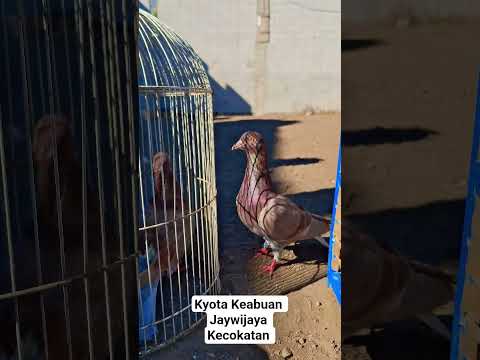 Shorts Kyota Warna keabuan Jayawijaya Kecoklatan cocok !