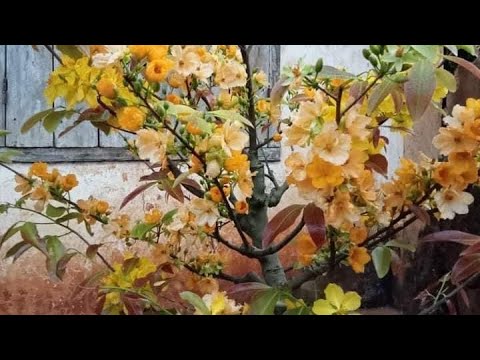 Video Tam sắc hoàng mai.cúc bạch mai giao lưu với ace lh... - youtube