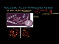 Nucleic Acid Hybridization Quiz