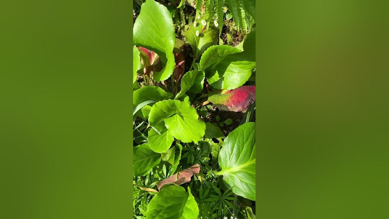 Pakhanbed herbs youtube