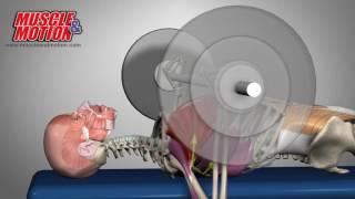 Pectoralis Major, Bench Press