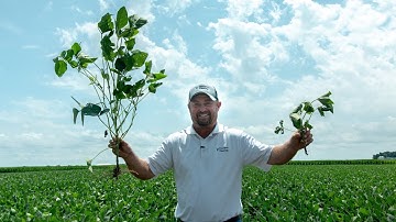 Soybean Planting Date Study — Agronomy — Precision Planting