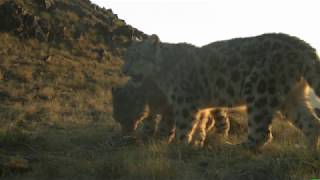 A snow leopard family