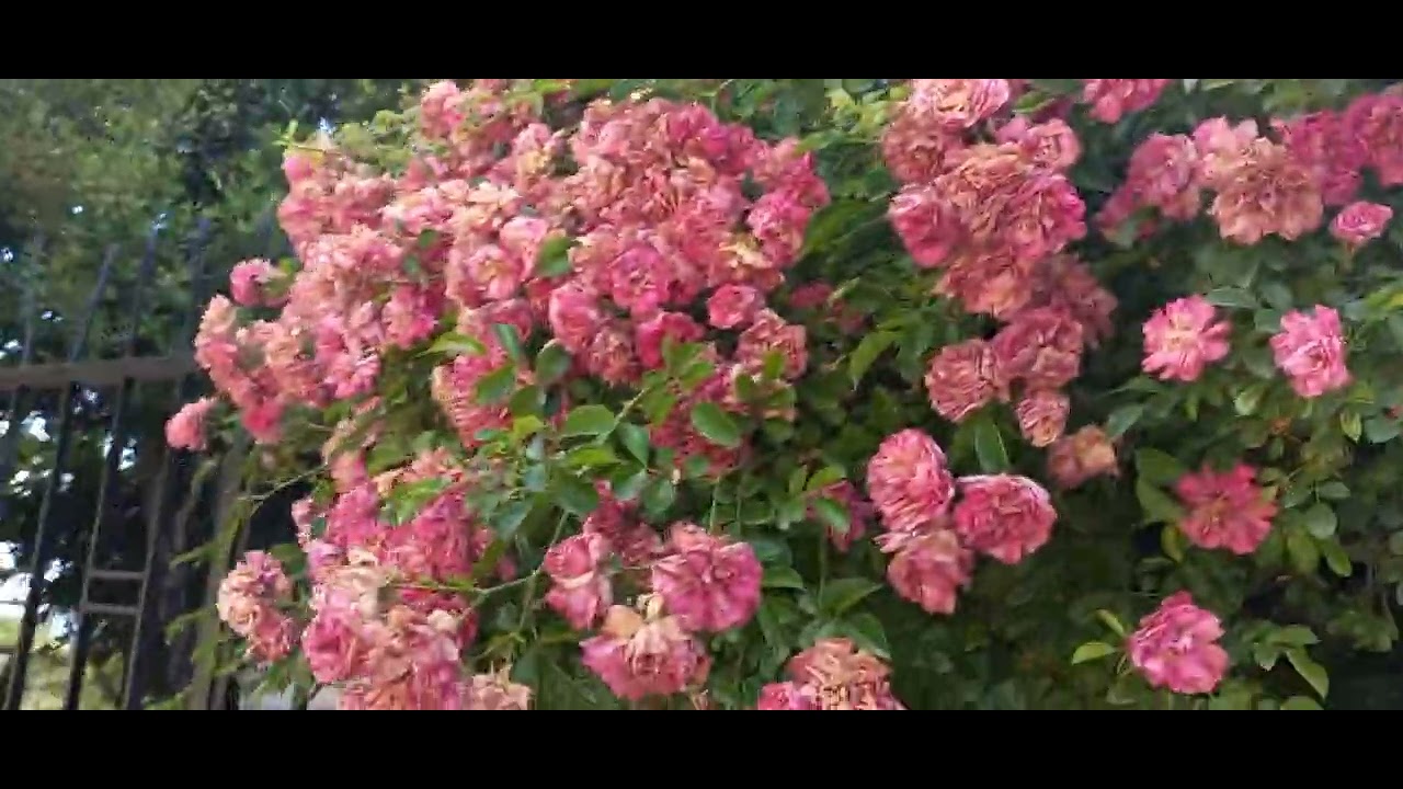 NEDEN ARA VERDİM? GÜLLERİN GÜZELLİĞİ / KISA DERTLEŞME