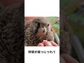 あのお姉さんのベランダを長期的な食料確保先にしているハヤブサの夫婦を覚えていますか？ #animals #自然 #忘れてはいけない