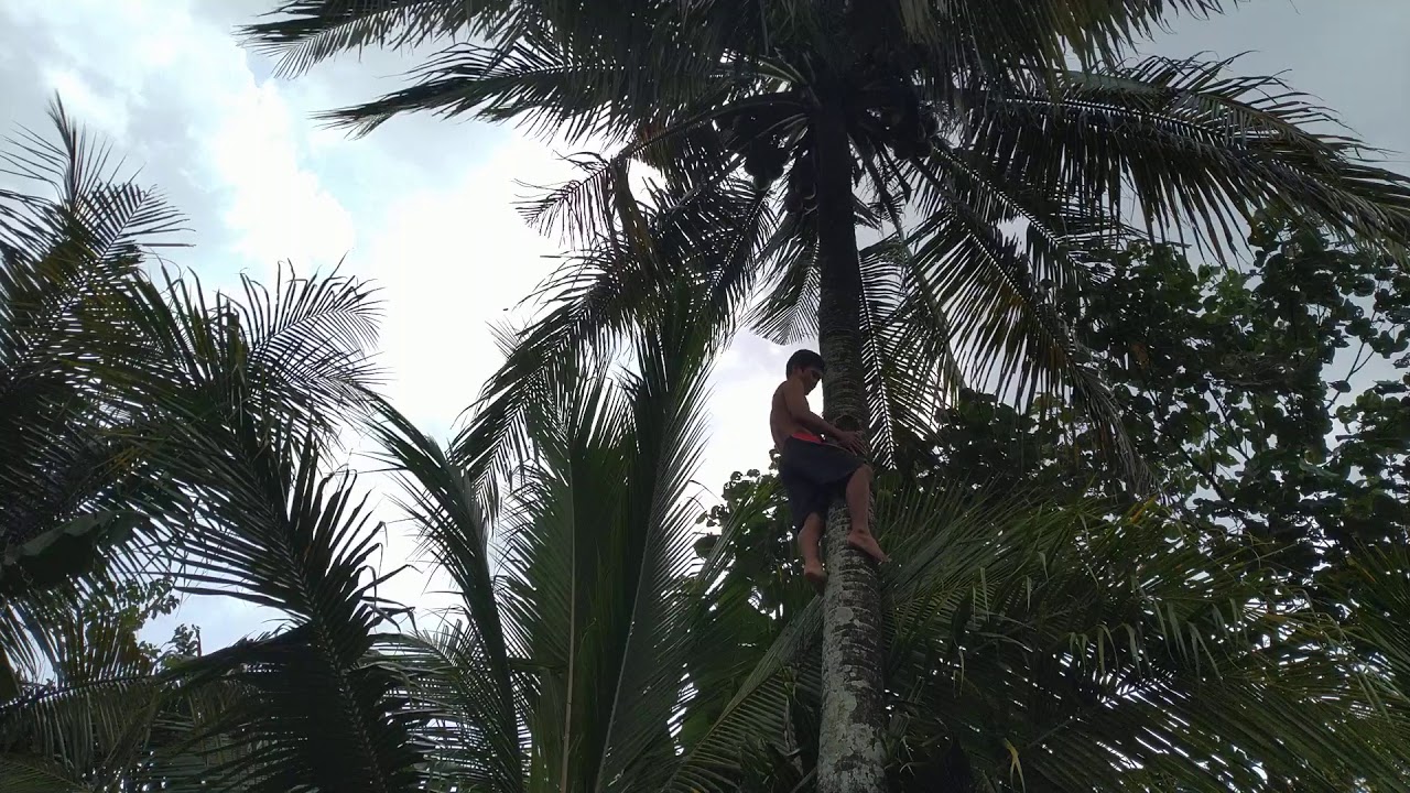 Manjat pohon kelapa hijau 