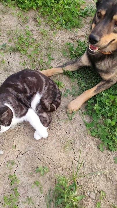 Барсик и Плуто))) #барсик #плуто #кот #собака #shorts - YouTube