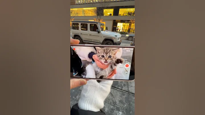 LOOK AT THE CAT 😂😱