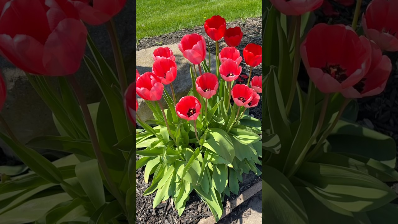 It’s that time of year again🌷Can’t wait for more flowers this summer!