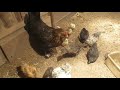 Заселил молодых цыплят со взрослыми курами. Как объединить цыплят с основным стадом кур.