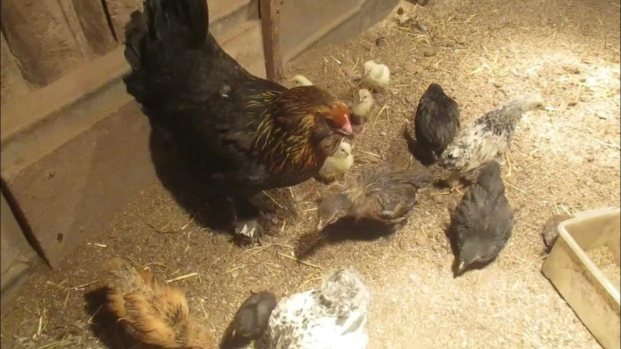 Насест для кур несушек. Обустройство курятника внутри своими руками для несушек. Сухановский птичий двор березники. Молодые петушки гоняют курочек. Яичную мешанку.