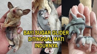 BAYI SUGAR GLIDER DITINGGAL MATI INDUKNYA by Red Panda 1,330 views 3 weeks ago 7 minutes, 30 seconds