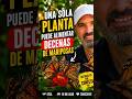 Una sola planta puede alimentar miles de mariposas #mariposas #flores #plantas #polinizadores