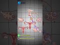 The Menstrual Cycle: Master USMLE Endocrine Questions!