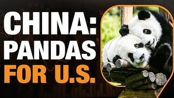 PANDA DIPLOMACY: China Gifts Two Young Giant Pandas to the U.S.