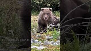 A few moments from guiding #bearviewing for @nathab #katmai #alaska. #bears #griz