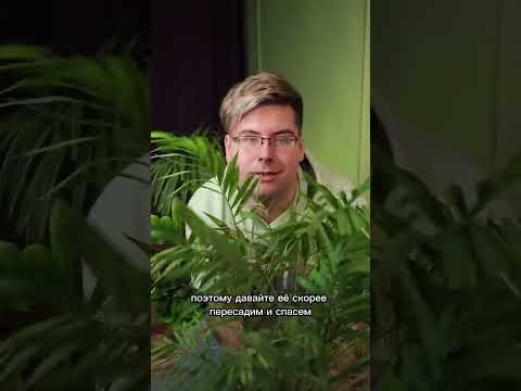 Пересадка хамедореи ч1