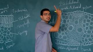 Monocot leaf anatomy