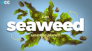 Can Seaweed Save the Planet?