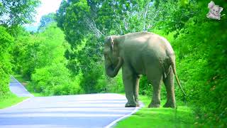 The elephant that attacks the vehicles came to the road by BLACK ELEPHANT 996 views 2 weeks ago 5 minutes, 30 seconds