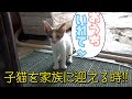 子猫を保護したよ！！野良の子猫が自分で初めて家に入る瞬間、ようこそ我が家族に♪名前は「ユキ」に決めました。