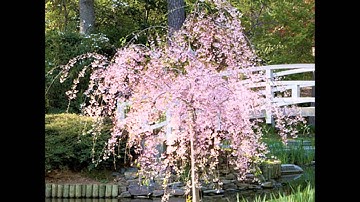 ODE TO SUMMER (OFFICIAL VIDEO HD) JOHN LARS ZWERENZ