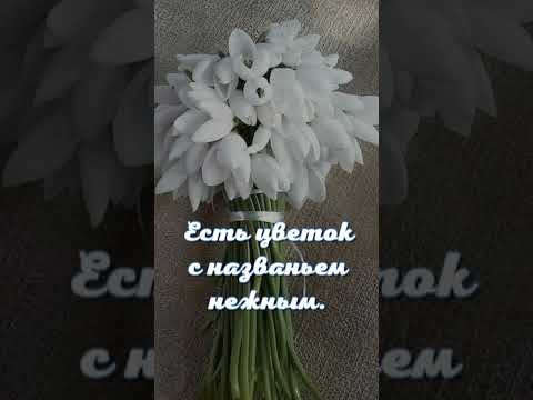 Валерий Вишневский, фортепиано. Апрель. 'Подснежник'