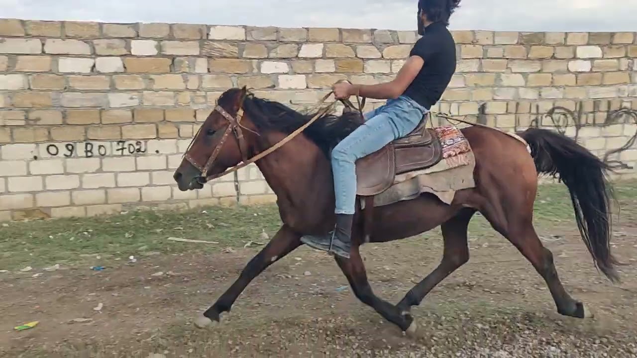 Bərdə at bazarl 27.09.2024.050.571.71.57