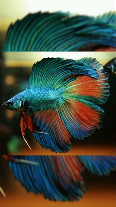 cupang Double tail termahal || DJ ikan cupang