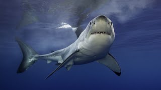 ‘It’s where they live’: Shark attack rise reignites culling versus netting debate