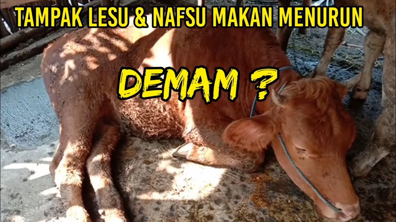Sapi Demam sapi demam 3 hari | pengobatan sapi demam tradisional - YouTube