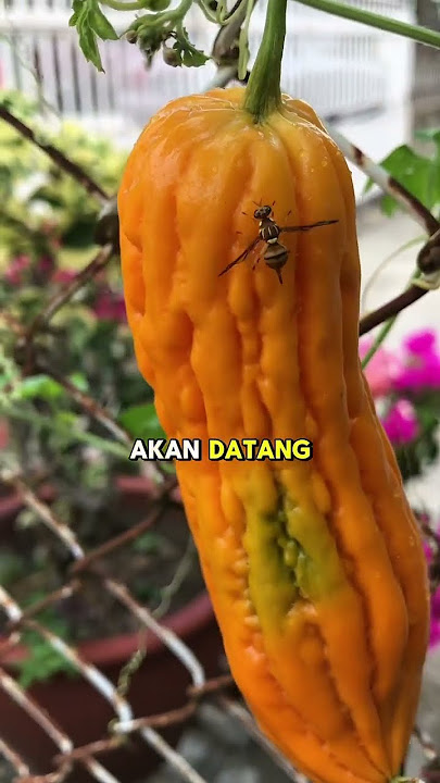 Punca buah berulat disebabkan lalat buah #berkebun #garden #budidayatanaman #backyardgardening