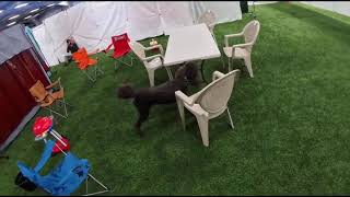 AKC SCENT WORK- EXCELLENT INTERIOR- QUALIFYING RUN - JUDGE JUDY LEITSZCH- BRATTY PAWS DOG PLEX