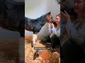 Happy Due Date, Seven!🐴 micropreemie prematurefoal preemie foalsof2024 foalsof babyhorses