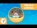 A célula animal e suas partes - Ciências - Vídeo educativo para crianças