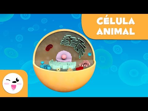 Vídeo: Quais são as cores das organelas em uma célula animal?