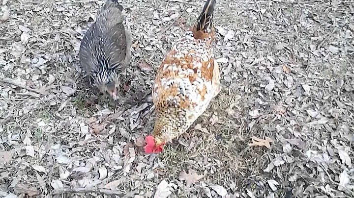 Brienne of Tarth, our chicken