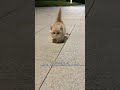 The flower language of a stray cat is: "Too slow and you miss out"? #MunchkinCat #NapoleonCat