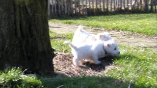 Westie puppies 8 weeks old