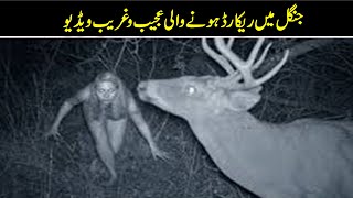 Unintended Footage Caught on Trail Cam | You Won't Believe What it Reveals! by Purisrar Dunya 6,185 views 1 year ago 5 minutes, 15 seconds