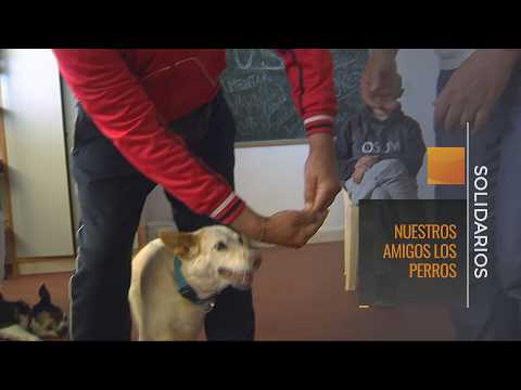Canine Therapy. Our Friends the Dogs