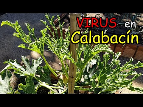 Video: Virus del mosaico amarillo de calabaza: control del virus del mosaico en las plantas de calabaza