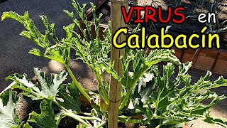 Virus del Mosaico Amarillo del Calabacín  (Zucchini Yellow Mosaic Virus, ZYMV)