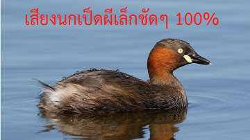 เสียงนกเป็ดผีเล็ก Little Grebe หรือ Dabchick 2021 ชัด 100%