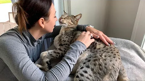 Watch the video about Good Morning Kisses From Gentle Giant Savannah Cat Kumba! Cuteness Overload! #cute #cat #video