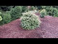 Tsuga canadensis &#39;Albospica&#39; White tipped Canadian Hemlock  April 2, 2020