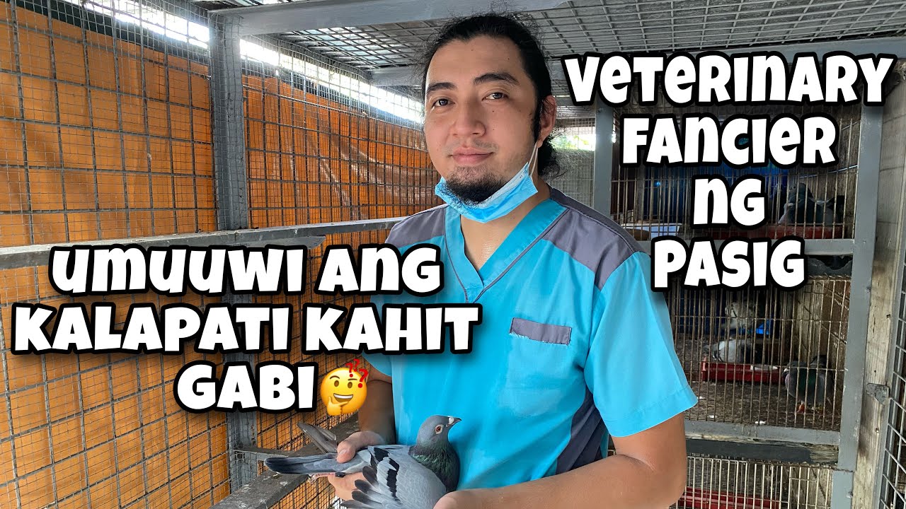 VETERINARY FANCIER NG PASIG, UMUUWI ANG KALAPATI KAHIT GABI |Reggie Cruz Loft & Aviary #RACINGPIGEON