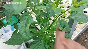 Mengatasi keriting daun pada tanaman cabe